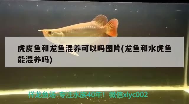 魚缸架子制作方法圖解大全 魚缸架子設計圖