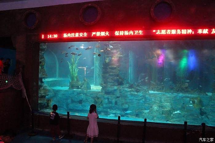 養一條紅龍魚要多大的缸才好（關于紅龍魚的問題）