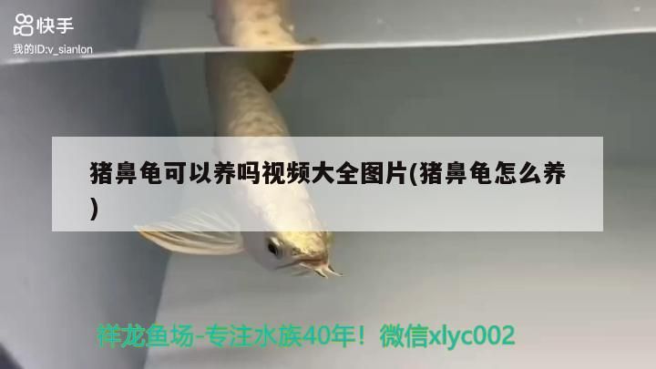 豬鼻龜可以養(yǎng)嗎視頻大全圖片(豬鼻龜怎么養(yǎng)) 豬鼻龜可以養(yǎng)嗎視頻大全圖片(豬鼻龜怎么養(yǎng)) 豬鼻龜百科