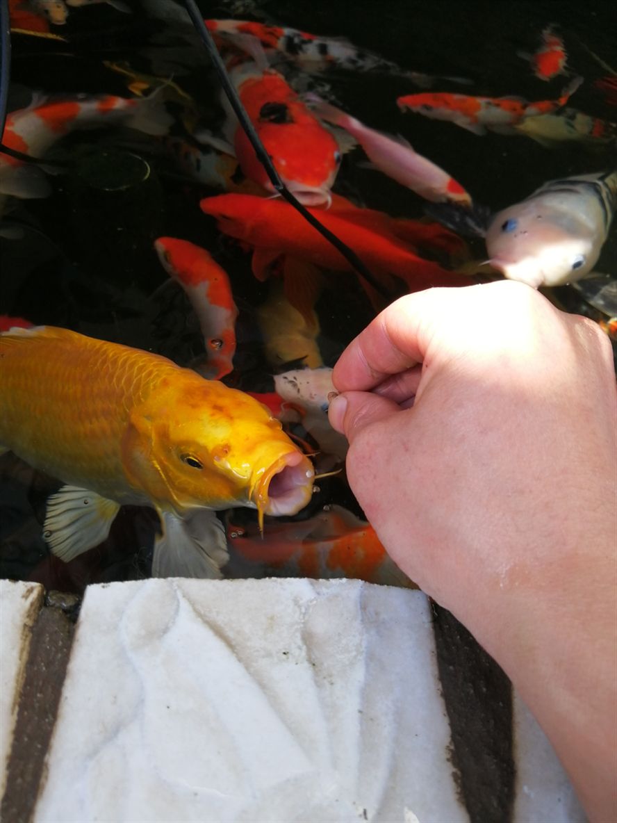 哂曬太陽一天都餓=，=三順生說水質好魚才能上手龍巖水族館