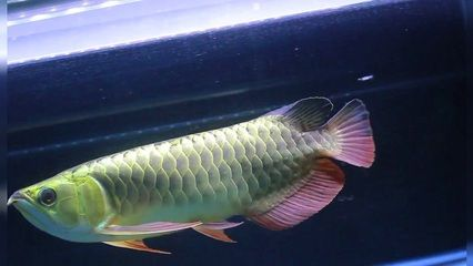 過背金龍魚用什么顏色的燈上色快一點呢：使過背金龍魚上色更快，選擇合適的燈光是非常重要的 過背金龍魚用什么顏色的燈上色快一點呢：使過背金龍魚上色更快，選擇合適的燈光是非常重要的 金龍魚百科 第3張