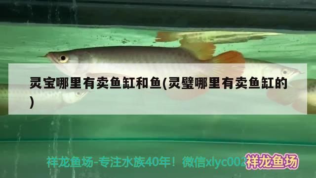 靈寶哪里有賣魚缸和魚(靈璧哪里有賣魚缸的)