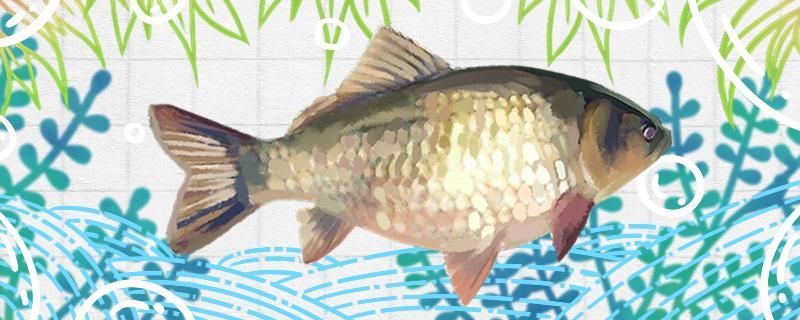 冬季釣鯽魚好釣嗎技巧有哪些 冬季釣鯽魚好釣嗎技巧有哪些 九鼎魚缸