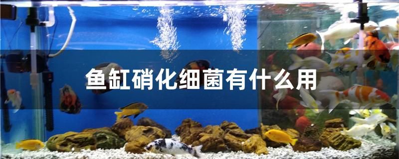 魚缸硝化細菌有什么用 魚缸硝化細菌有什么用 九鼎魚缸