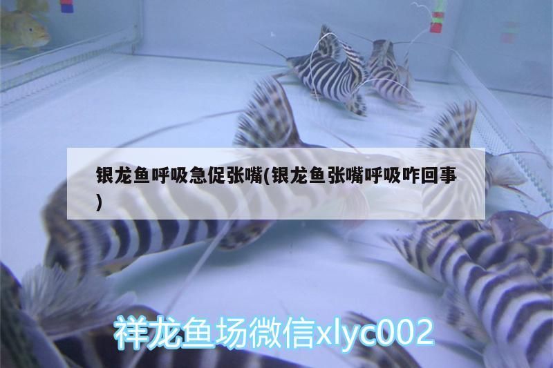銀龍魚呼吸急促張嘴(銀龍魚張嘴呼吸咋回事)