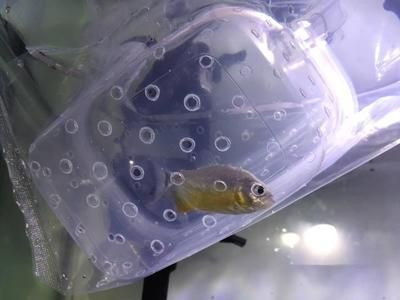虎魚白毛?。夯Ⅳ~白毛病怎么治療
