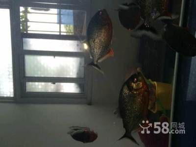 虎魚白毛?。夯Ⅳ~白毛病怎么治療