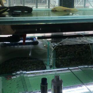 虎魚白毛病：虎魚白毛病怎么治療