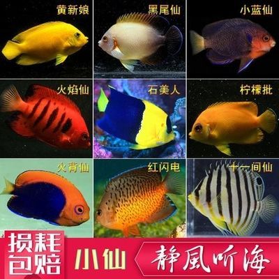 紅色海水觀賞魚品種有哪些（紅色海水觀賞魚的養(yǎng)殖秘籍） 紅色海水觀賞魚品種有哪些（紅色海水觀賞魚的養(yǎng)殖秘籍） 速倍妥魚糧魚藥 第1張