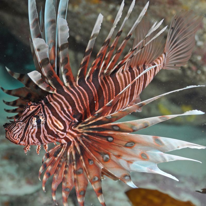 紅色海水觀賞魚品種有哪些（紅色海水觀賞魚的養(yǎng)殖秘籍） 紅色海水觀賞魚品種有哪些（紅色海水觀賞魚的養(yǎng)殖秘籍） 速倍妥魚糧魚藥 第3張