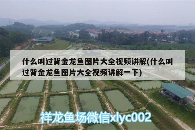 高背金龍魚 什么叫過背金龍魚圖片大全視頻講解(什么叫過背金龍魚圖片大全視頻講解一下) 金龍魚百科 什么叫過背金龍魚圖片大全視頻講解(什么叫過背金龍魚圖片大全視頻講解一下) 什么叫過背金龍魚圖片大全視頻講解(什么叫過背金龍魚圖片大全視頻講解一下) 金龍魚百科