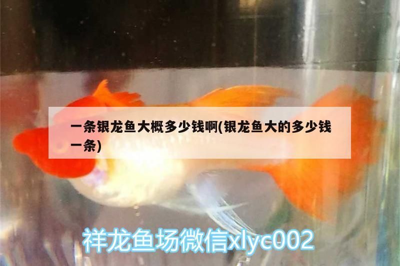 一條銀龍魚大概多少錢啊(銀龍魚大的多少錢一條) 一條銀龍魚大概多少錢啊(銀龍魚大的多少錢一條) 銀龍魚百科