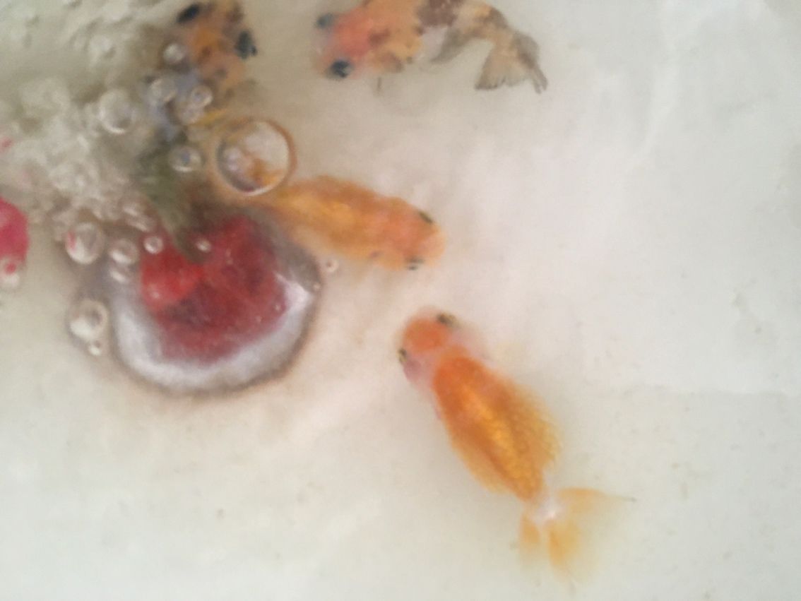 還是盆養(yǎng)好看 龍魚論壇 第2張 還是盆養(yǎng)好看 還是盆養(yǎng)好看 龍魚論壇 第2張