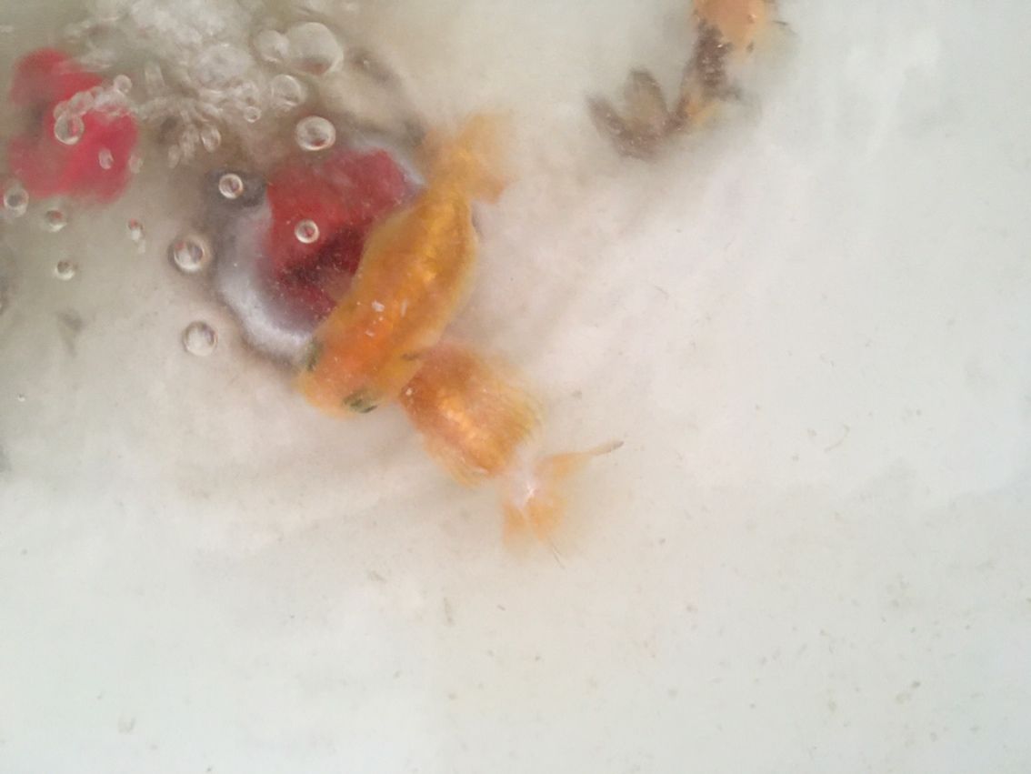 還是盆養(yǎng)好看 龍魚論壇 第3張 還是盆養(yǎng)好看 還是盆養(yǎng)好看 龍魚論壇 第3張
