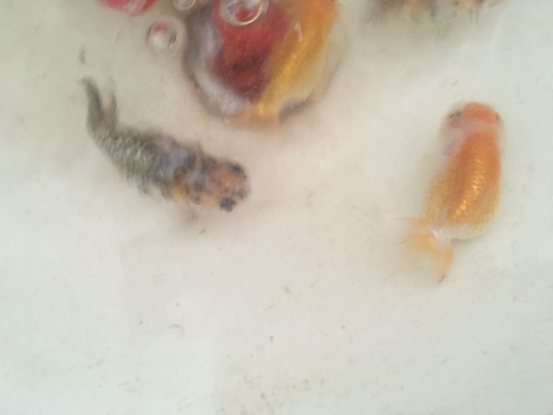 還是盆養(yǎng)好看 龍魚論壇 第4張 還是盆養(yǎng)好看 還是盆養(yǎng)好看 龍魚論壇 第4張