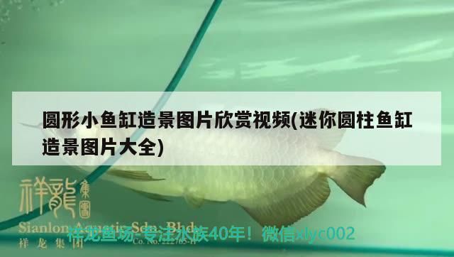 圓形小魚缸造景圖片欣賞視頻(迷你圓柱魚缸造景圖片大全) 圓形小魚缸造景圖片欣賞視頻(迷你圓柱魚缸造景圖片大全) 元寶鳳凰魚百科