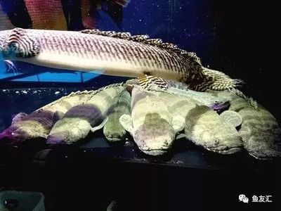 泰虎魚吃什么長得快又好養：泰虎魚吃什么長得快又好養， 泰虎魚吃什么長得快又好養：泰虎魚吃什么長得快又好養， 虎魚百科 第1張