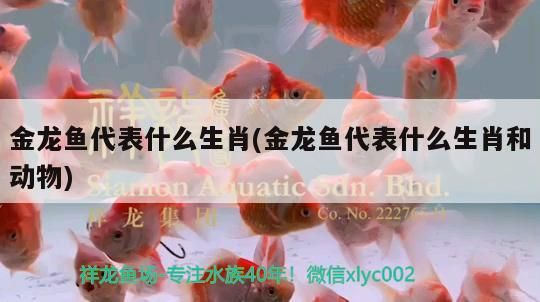 元寶鳳凰魚簡介（元寶鳳凰魚圖片）