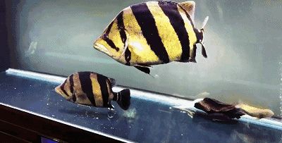 泰虎魚吃什么長得快又好養：泰虎魚吃什么長得快又好養， 泰虎魚吃什么長得快又好養：泰虎魚吃什么長得快又好養， 虎魚百科 第3張