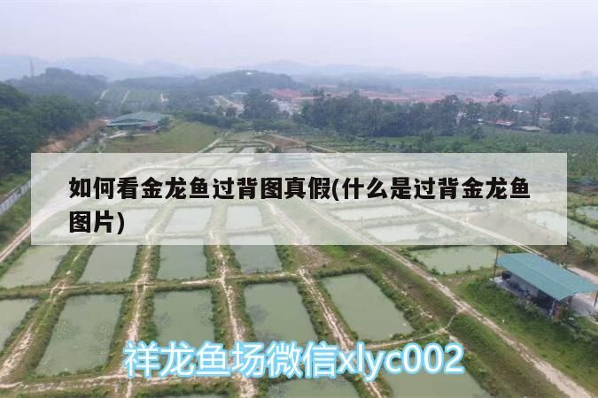 如何看金龍魚過背圖真假(什么是過背金龍魚圖片) 如何看金龍魚過背圖真假(什么是過背金龍魚圖片) 金龍魚百科