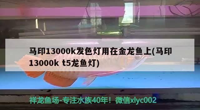 馬印13000k發色燈用在金龍魚上(馬印13000kt5龍魚燈)