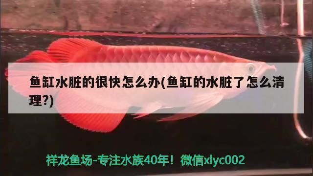 伊罕官方授權店（哪里買伊罕正品） 伊罕官方授權店（哪里買伊罕正品） 伊罕水族 第1張
