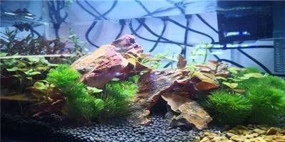 魚缸一般能用多少年開膠了，魚缸開膠后如何修補？魚缸日常維護有哪些要點？ 魚缸一般能用多少年開膠了，魚缸開膠后如何修補？魚缸日常維護有哪些要點？ 魚缸百科 第6張
