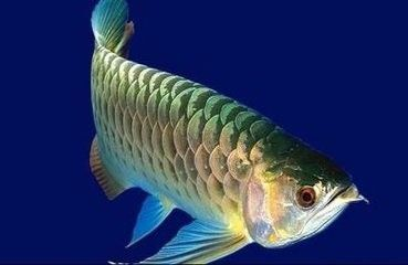 金龍魚換水注意事項詳解：金龍魚換水時需要注意以下幾點 金龍魚換水注意事項詳解：金龍魚換水時需要注意以下幾點 金龍魚百科 第3張
