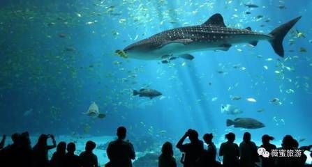 魟魚幾歲可以生產出來了：魟魚幾歲可以生產出來