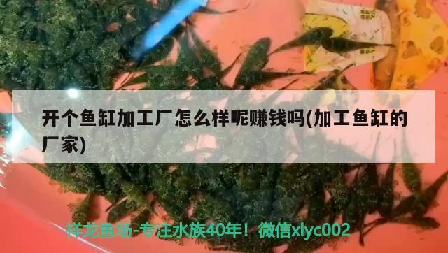 開個魚缸加工廠怎么樣呢賺錢嗎(加工魚缸的廠家) 開個魚缸加工廠怎么樣呢賺錢嗎(加工魚缸的廠家) 九鼎魚缸