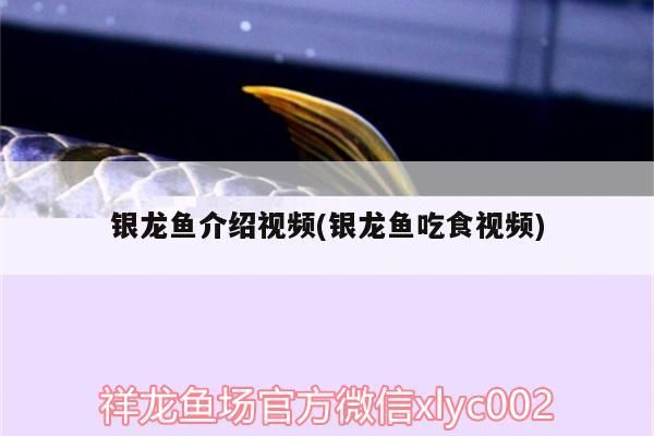 銀龍魚介紹視頻(銀龍魚吃食視頻)