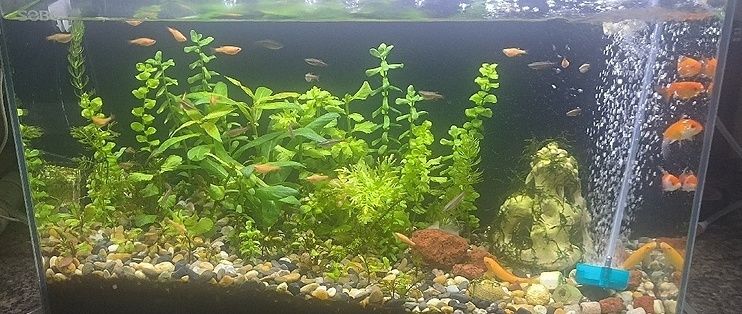 給大魚缸換水的作文:體驗給大魚缸換水的樂趣:體驗給大魚缸換水:給大魚缸換水的作文 創(chuàng)寧變頻水泵嗡嗡響怎么回事(創(chuàng)寧變頻水泵嗡嗡響怎么回事啊) 創(chuàng)寧水族 創(chuàng)寧變頻水泵嗡嗡響怎么回事(創(chuàng)寧變頻水泵嗡嗡響怎么回事啊) 創(chuàng)寧變頻水泵嗡嗡響怎么回事(創(chuàng)寧變頻水泵嗡嗡響怎么回事啊) 創(chuàng)寧水族
