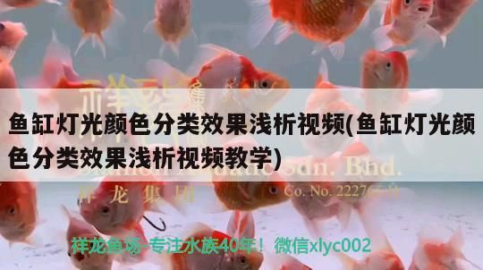 遂寧魚(yú)缸批發(fā)在哪兒啊電話(huà)多少 遂寧魚(yú)缸批發(fā)在哪兒啊電話(huà)多少號(hào) 老魚(yú)匠 第2張 遂寧魚(yú)缸批發(fā)在哪兒啊電話(huà)多少 遂寧魚(yú)缸批發(fā)在哪兒啊電話(huà)多少號(hào) 遂寧魚(yú)缸批發(fā)在哪兒啊電話(huà)多少 遂寧魚(yú)缸批發(fā)在哪兒啊電話(huà)多少號(hào) 老魚(yú)匠 第2張