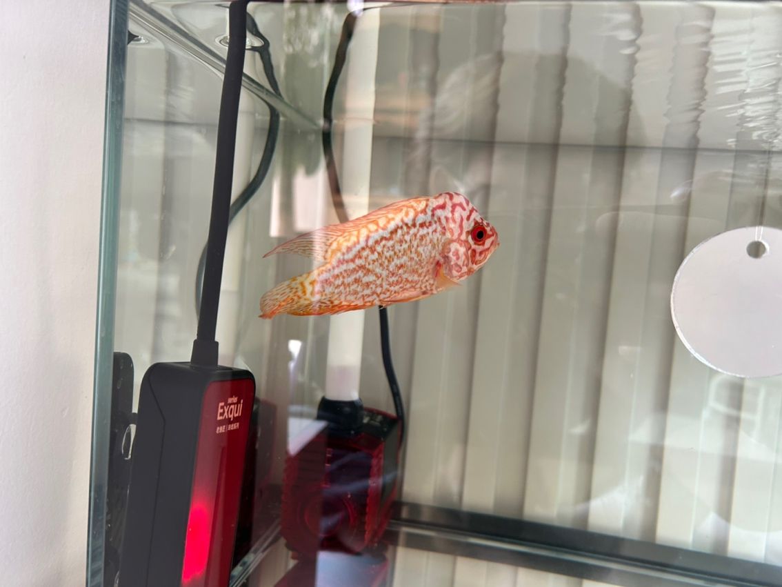 如何治療 如何治療 龍魚論壇 第1張