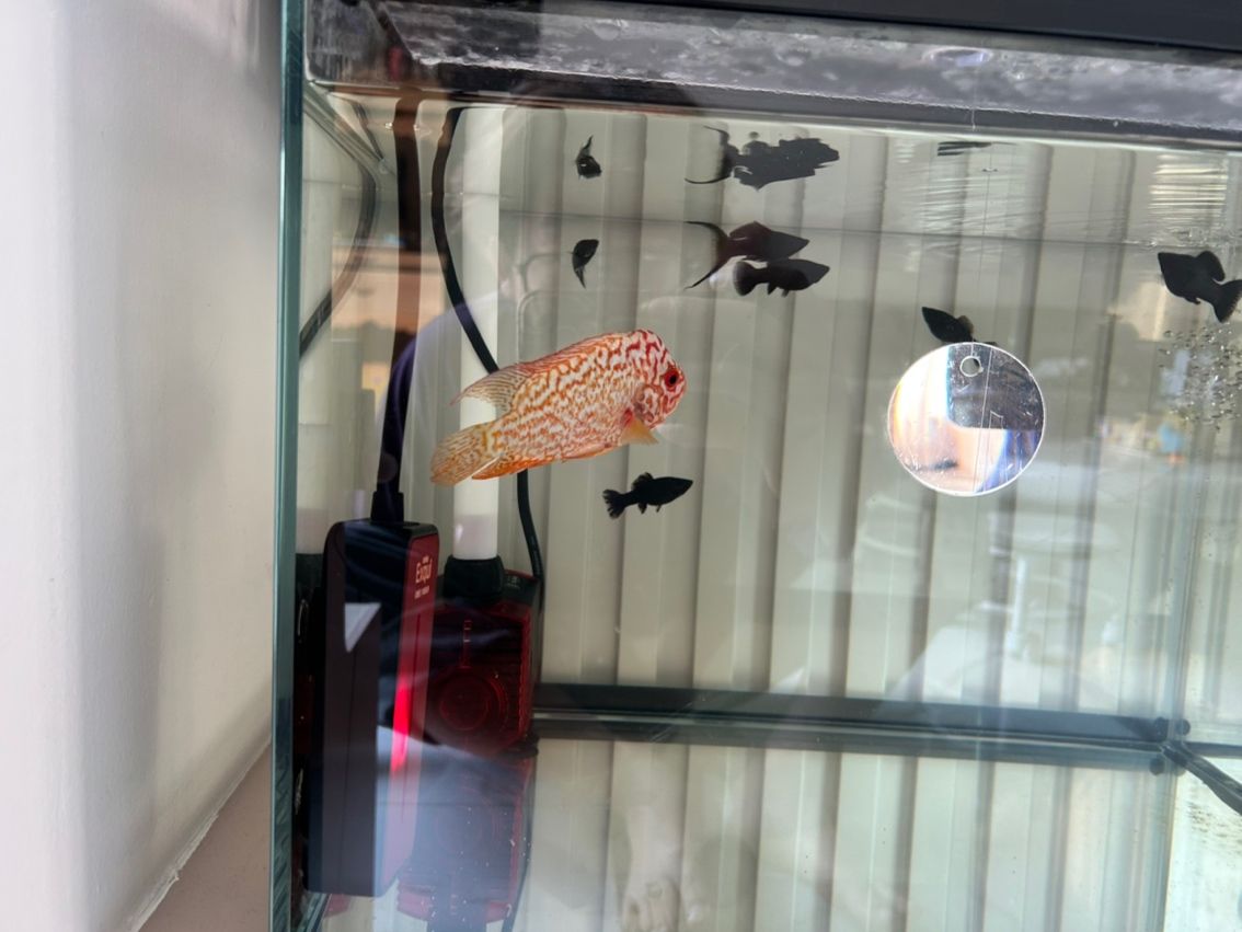 如何治療 如何治療 龍魚論壇 第2張
