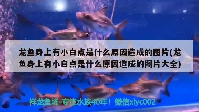 金龍魚苗好養嗎怎么養（ 金龍魚苗多久養成大魚）
