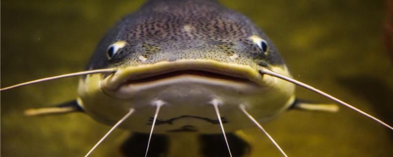 釣鯰魚技巧釣鯰魚方法