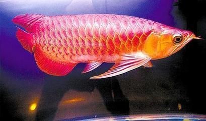 白底缸養(yǎng)紅龍魚好嗎：白底缸養(yǎng)紅龍魚發(fā)色技巧分享紅龍魚發(fā)色技巧分享 白底缸養(yǎng)紅龍魚好嗎：白底缸養(yǎng)紅龍魚發(fā)色技巧分享紅龍魚發(fā)色技巧分享 紅龍魚百科 第5張