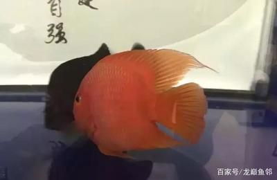 皇冠黑金魟魚甜甜圈成魚：皇冠黑金魟魚是什么魚