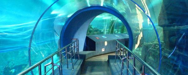 水族館價格表（上海海洋水族館價格表）