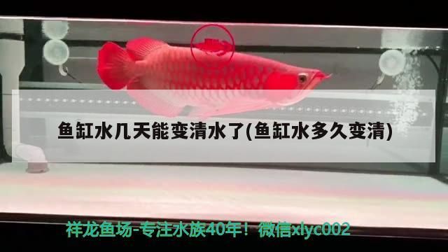魚缸水幾天能變清水了(魚缸水多久變清)