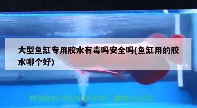 大型魚缸專用膠水有毒嗎安全嗎(魚缸用的膠水哪個(gè)好)