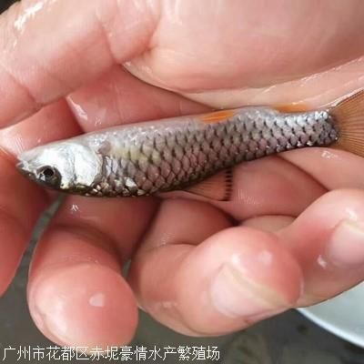 魟魚生長緩慢的表現(xiàn)有哪些：魟魚生長緩慢的表現(xiàn)