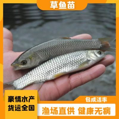 魟魚生長緩慢的表現(xiàn)有哪些：魟魚生長緩慢的表現(xiàn)