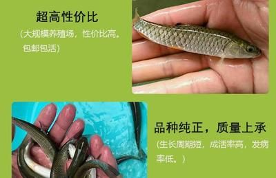 魟魚生長緩慢的表現(xiàn)有哪些：魟魚生長緩慢的表現(xiàn)