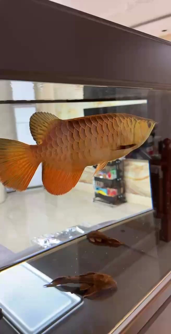 魚缸用增氧泵價格是多少:魚缸增氧機-xtrac增氧機-xtrac增氧機 你猜 龍魚論壇 你猜 你猜 龍魚論壇