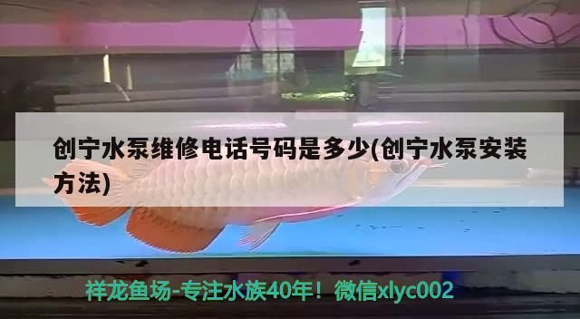 創(chuàng)寧水泵維修電話號(hào)碼是多少(創(chuàng)寧水泵安裝方法) 創(chuàng)寧水泵維修電話號(hào)碼是多少(創(chuàng)寧水泵安裝方法) 創(chuàng)寧水族