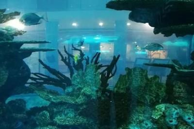 國內水族館推薦（上海海洋水族館親子游玩攻略） 國內水族館推薦（上海海洋水族館親子游玩攻略） 水族館百科（水族館加盟） 第1張