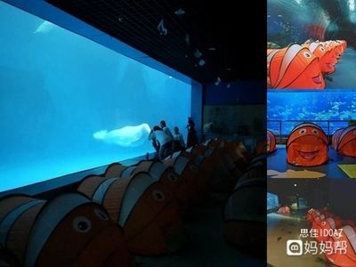 國內水族館推薦（上海海洋水族館親子游玩攻略） 國內水族館推薦（上海海洋水族館親子游玩攻略） 水族館百科（水族館加盟） 第3張
