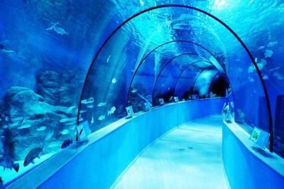 國內水族館推薦（上海海洋水族館親子游玩攻略） 國內水族館推薦（上海海洋水族館親子游玩攻略） 水族館百科（水族館加盟） 第5張